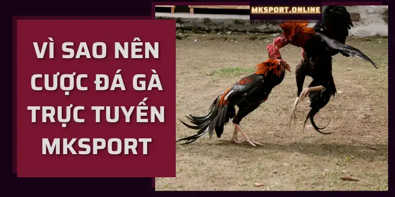 Lý do nên chọn mksport để cá cược đá gà